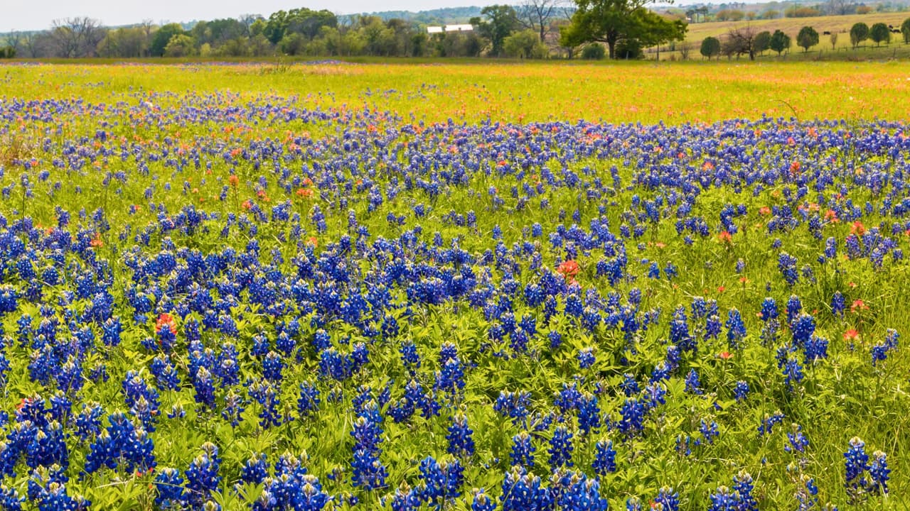 <h3 class="cms-H3-H3"></h3>
<h3 class="cms-H3-H3"><a href="https://www.fs.usda.gov/detail/texas/about-forest/districts/?cid=fswdev3_008440" target="_blank">LBJ Grasslands</a></h3>
<a href="https://www.fs.usda.gov/detail/texas/about-forest/districts/?cid=fswdev3_008440" target="_blank"> </a>
<br>📍 Ubicación: 
<b>Decatur</b>
<br>Para una experiencia más tranquila y menos concurrida, 
<b>LBJ Grasslands es una joya oculta</b>. Sus vastos paisajes abiertos crean 
<b>un lienzo perfecto de bluebonnets y cielo azul.</b>
<br>📸 
<b>Tip fotográfico:</b> Captura una toma amplia con el horizonte de fondo para resaltar la inmensidad del paisaje.