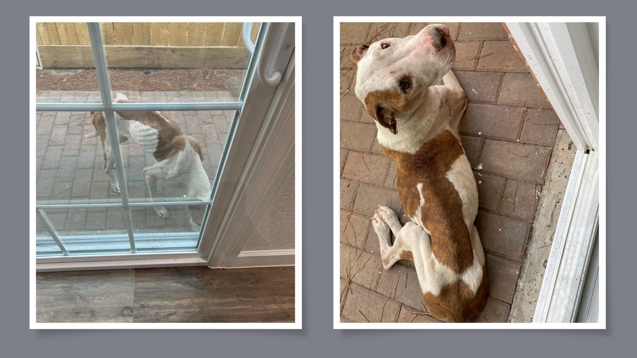 Un perro muerto y otro "extremadamente demacrado": El hallazgo de las autoridades en una casa de Texas