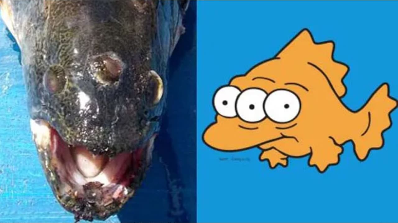 Aparece un pez de 3 ojos como en 'Los Simpson'