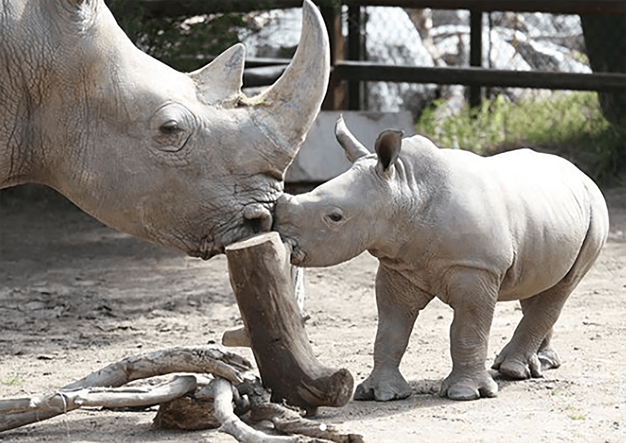 Aquí está el cachorrito junto a Kayla, su madre. El padre del pequeño es Tim y ahora forman la familia de rinocerontes blancos del zoológico de Fresno.