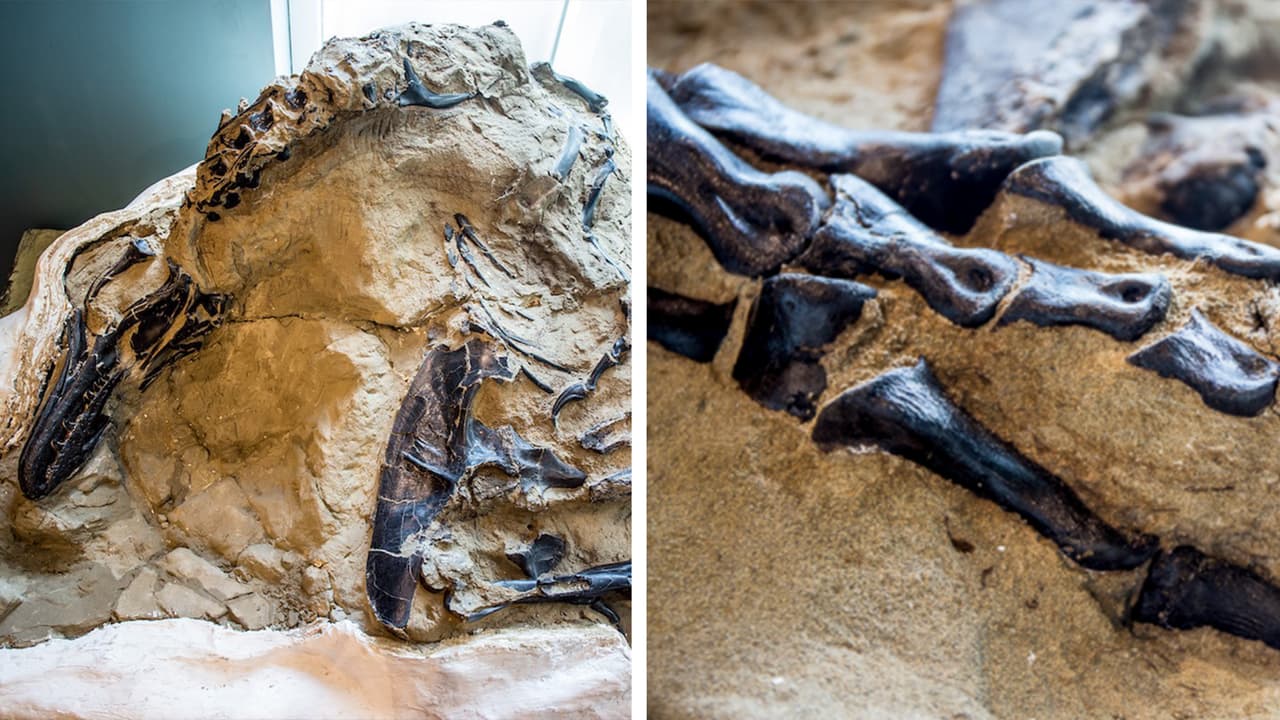 Luego de permanecer por más de una década en manos privadas, el descubrimiento conocido como
<a href="https://naturalsciences.org/calendar/news/north-carolina-museum-of-natural-sciences-to-receive-the-dueling-dinosaurs/?fbclid=IwAR0NseqTBiY98hOEoGwXTAGdZuZEVRJObG_atQq-S3ZLcwzx5FxHP_F-6JA" target="_blank">‘Duelo de dinosaurios’</a> fue adquirido por el Museo de Ciencias Naturales de Carolina del Norte (Ncmns), ubicado en Raleigh.