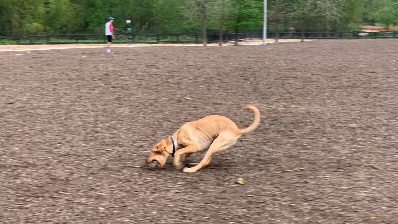 Las reglas de los parques para perros en el área de Houston
<a href="https://www.houstontx.gov/parks/pdfs/DogParkRules.pdf" target="_blank">las puede consultar en internet. </a>