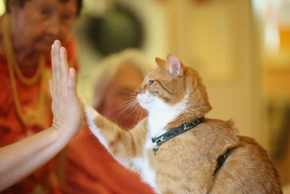 Incluso asegura que no te arrepentirás y los resumen en tres palabras: divertidos, cariñosos y adorables.