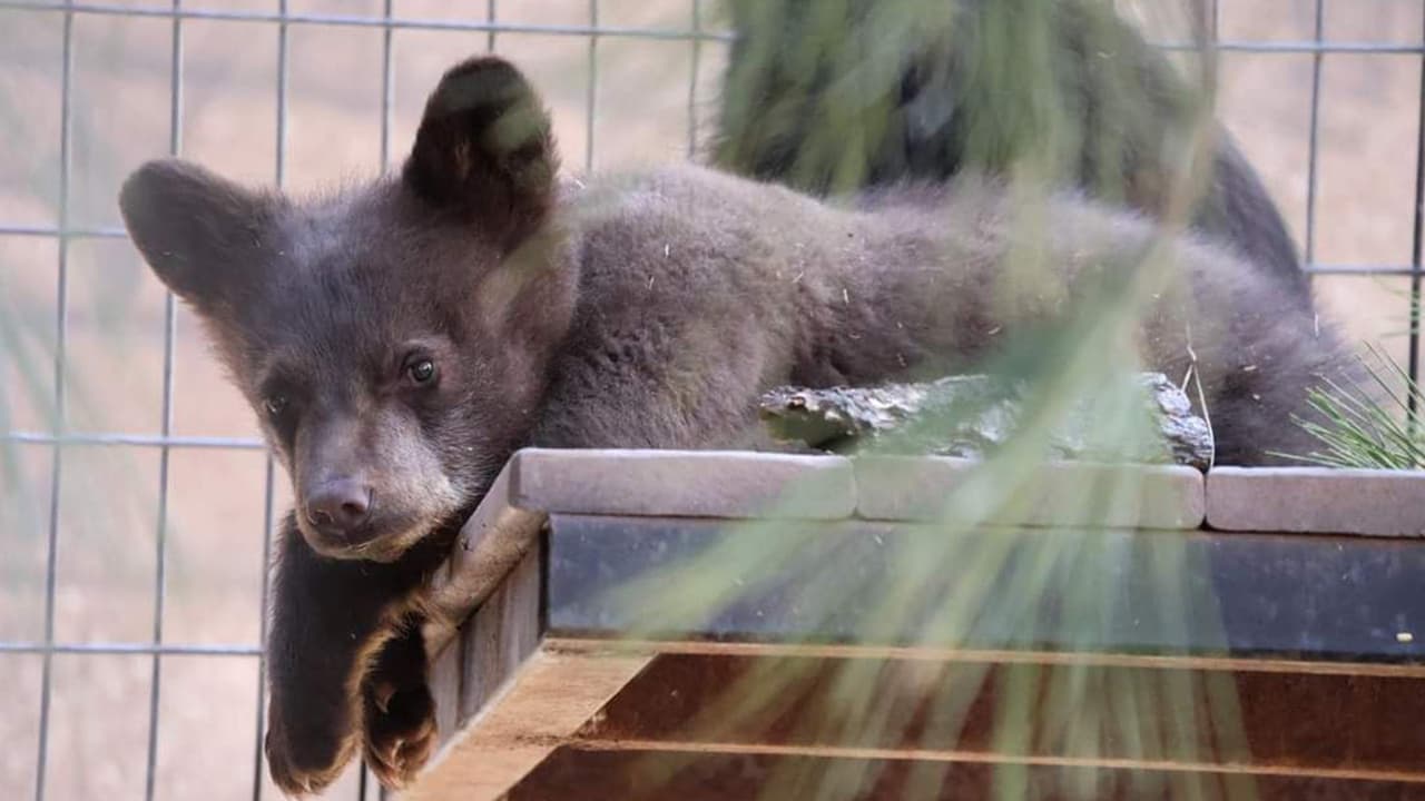 De acuerdo con Bearizona, Ben y PJ recibieron sus nombres en honor a amigos cercanos y familiares del personal del parque que fallecieron recientemente.