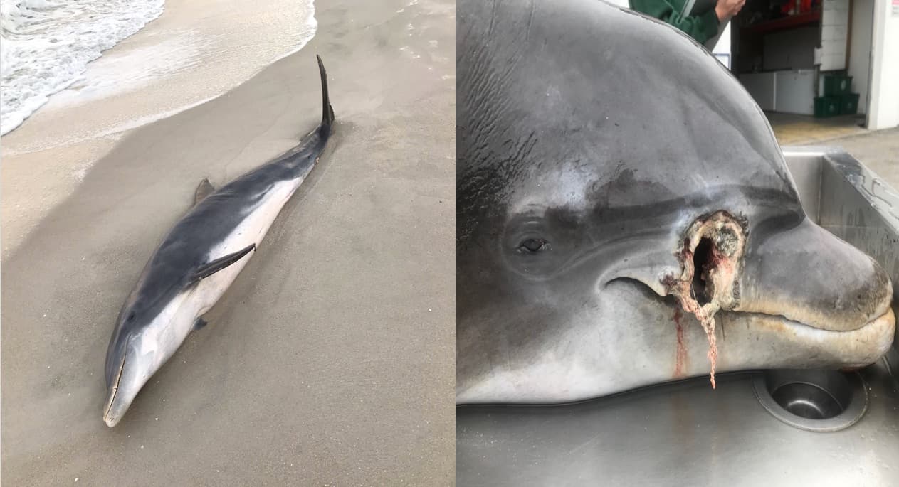 Ofrecen $20,000 de recompensa por responsables de disparar y apuñalar delfines en Florida