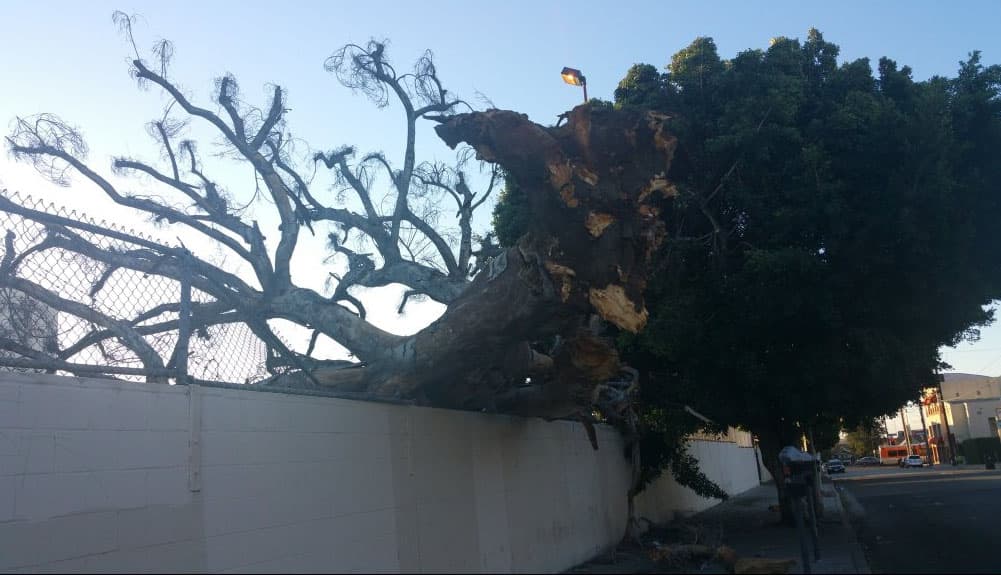 Residentes del sur de California dieron inicio a la semana con la presencia de fuertes vientos que derribaron árboles, causaron estragos y ocasionaron apagones eléctricos.