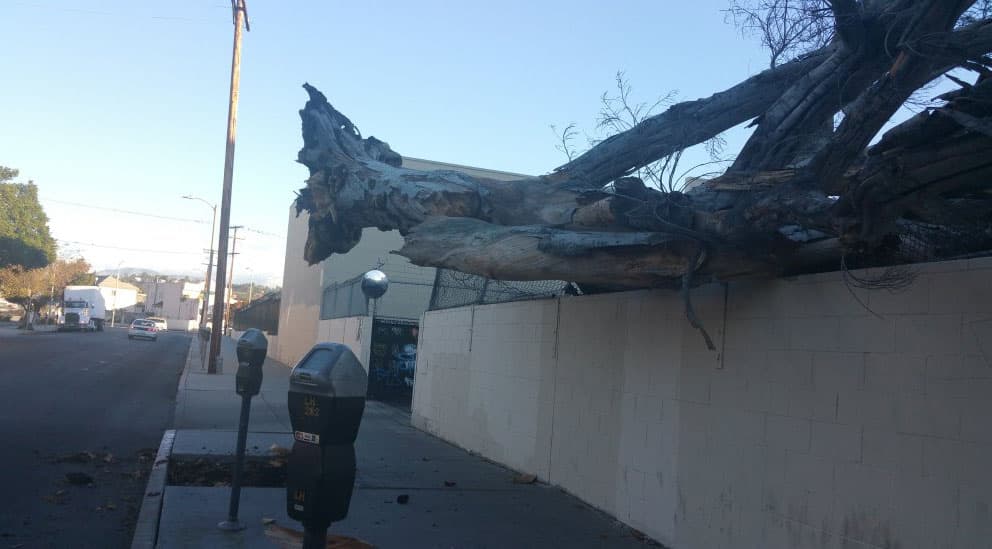 Residentes del sur de California dieron inicio a la semana con la presencia de fuertes vientos que derribaron árboles, causaron estragos y ocasionaron apagones eléctricos.