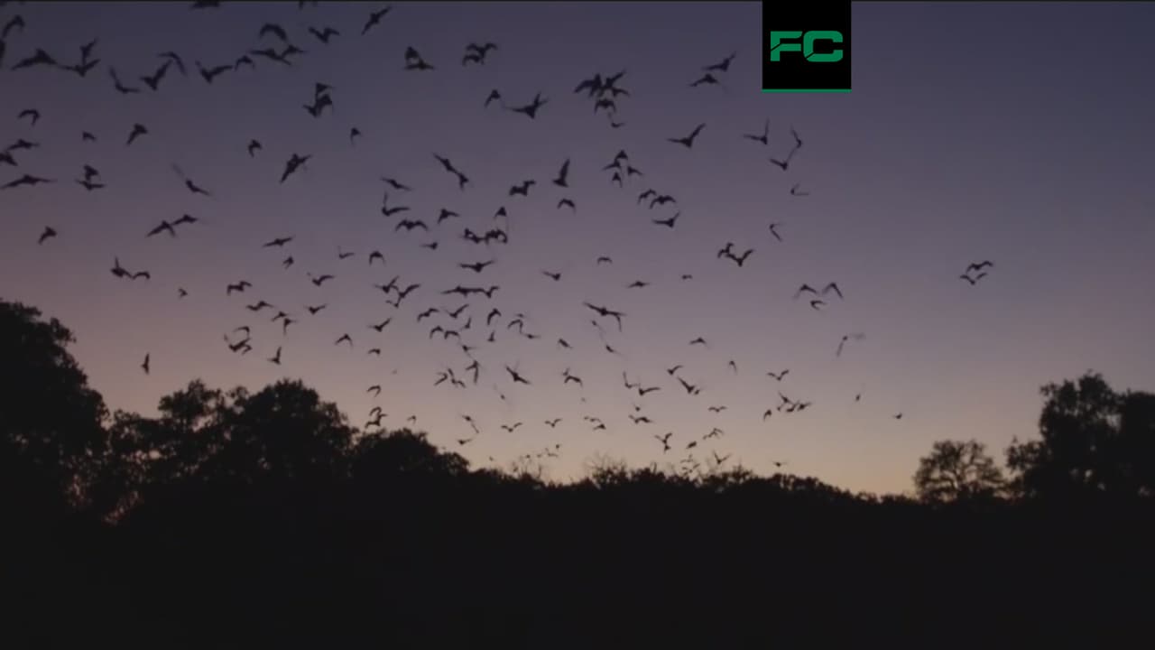 ¿Batman en Austin? Nube de murciélagos en la capital texana