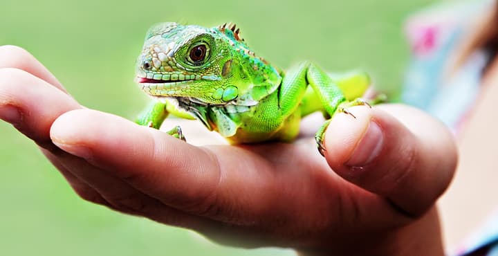 Mascotas inusuales: una nueva aventura en casa