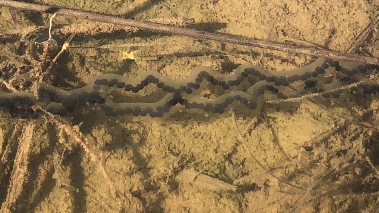 Como las ranas viven tanto en la tierra como en el agua, tienden a encontrar los mejores lugares o hibernáculos para este largo escondite. Las ranas terrestres se esconden en agujeros, mientras que algunas, que son menos expertas en esta tarea, se refugian bajo la hojarasca o las cortezas de los árboles. Los acuáticos se deslizan al fondo de lagos, estanques u otros cuerpos de agua. Estas ranas tampoco respiran, ya que no necesitan mucho oxígeno, pero cuando es necesario, toman oxígeno del agua circundante a través de su piel.
<br>
<br>