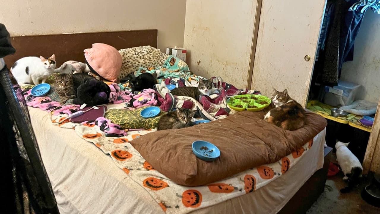 <h3 class="cms-H3-H3">Qué encontraron dentro de la vivienda </h3>De acuerdo con Garland Animal Services, 
<b>la mayoría de los gatos presentaba infecciones respiratorias.</b> 
<br>También se reportaron 
<b>casos de desnutrición, pérdida de pelo y tumores.</b> 
<br>El director del departamento, Art Muñoz, señaló que
<b> muchos estaban en estado delicado y requerían atención médica inmediata.</b>