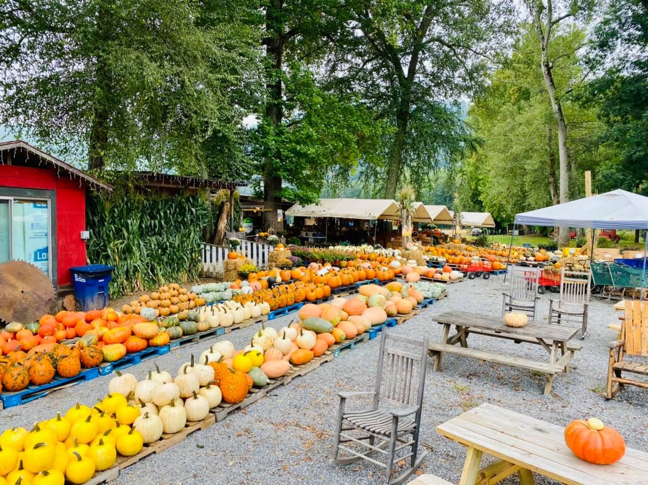 <b><a href="https://darnellfarms.com/" target="_blank">Darnell Farms (2300 Governors Island Rd, Bryson City)</a></b>: Esta granja de 80 acres ofrece un mercado de agricultores, un laberinto de maíz, paseos en carretas, música en vivo e incluso acampar. El sendero de los Apalaches y el lago Fontana están cerca para explorar.