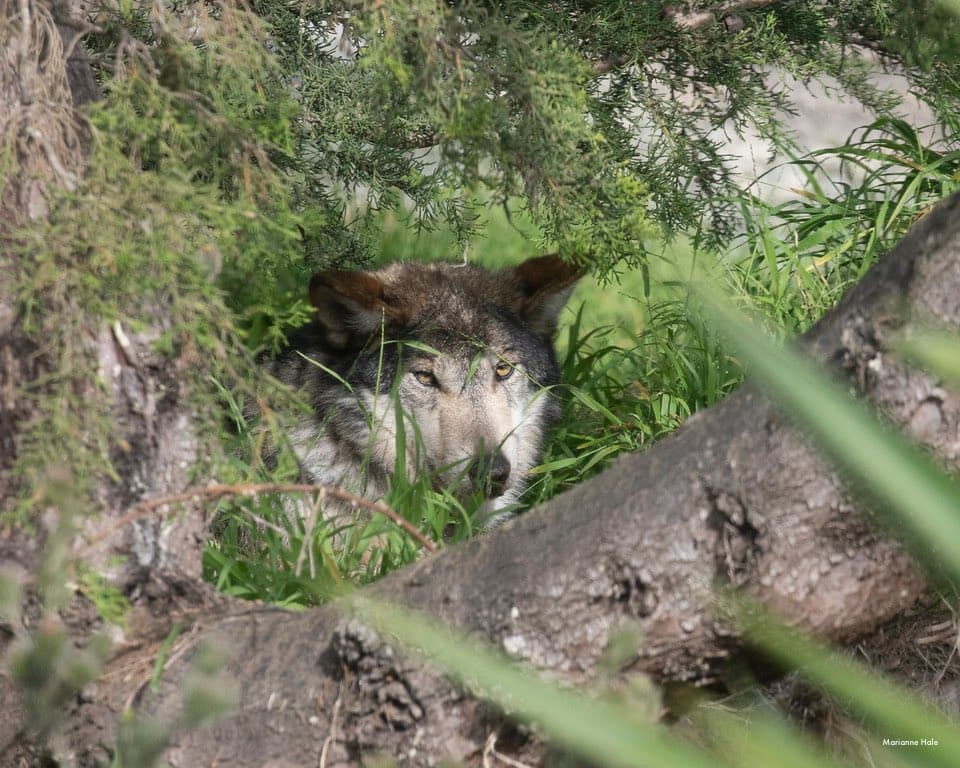 Las lobas nacieron en el Centro de Lobos de California en 2018 y son parte del Plan de Supervivencia de Especies de Lobos Grises Mexicanos de la Asociación de Zoológicos y Acuarios y del Programa de Recuperación de Lobos Mexicanos del Servicio de Pesca y Vida Silvestre de EE. UU.
<br>