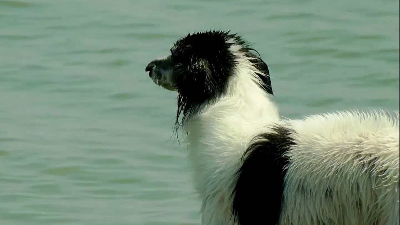 Puedes también mojar su pelaje con agua ambiente o fría para evitar choques de temperatura.