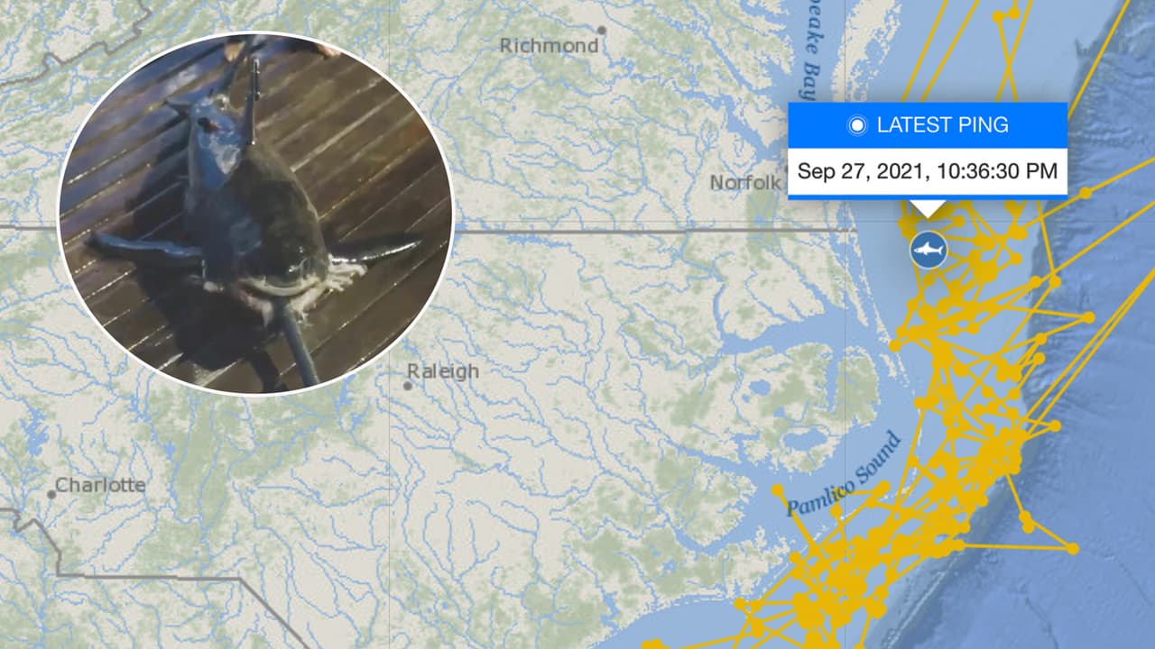 Gladee, el tiburón de 8 pies y casi 400 libras que nada en la costa de Carolina del Norte