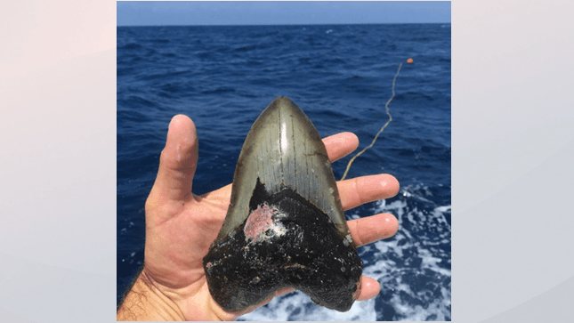 Dientes de Megalodón