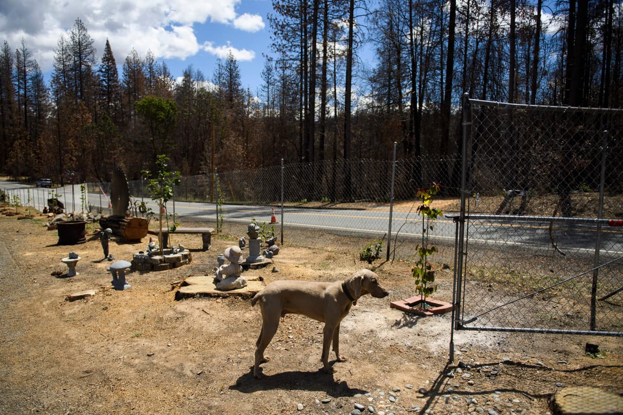 Cerca de Berry Creek, un perro se pasea por árboles sembrados luego del incendio Bear Fire.