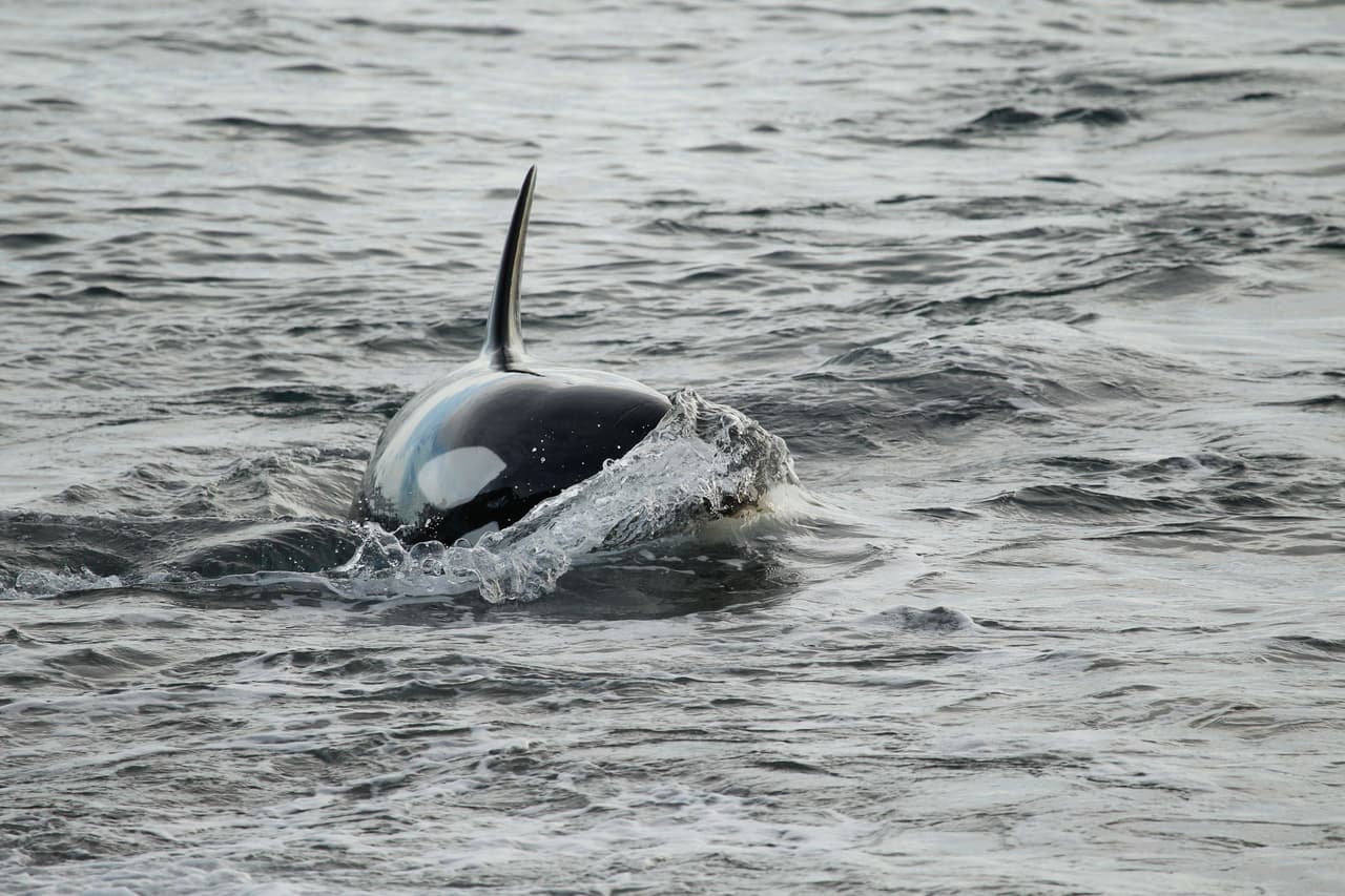 Al alcanzar la orilla, quedando casi encalladas, atrapan una presa allí mismo y/o las asustan causando que se adentren al agua, donde las espera el resto del grupo de orcas listos para cazarlas.