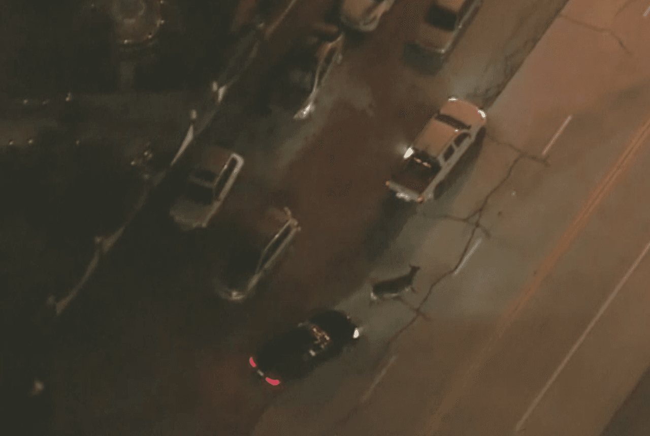 Para algunos vecinos las advertencias sonaron como una broma, más horas más tarde pudieron comprobar que efectivamente se trataba de una estampida con consecuencias peligrosas.