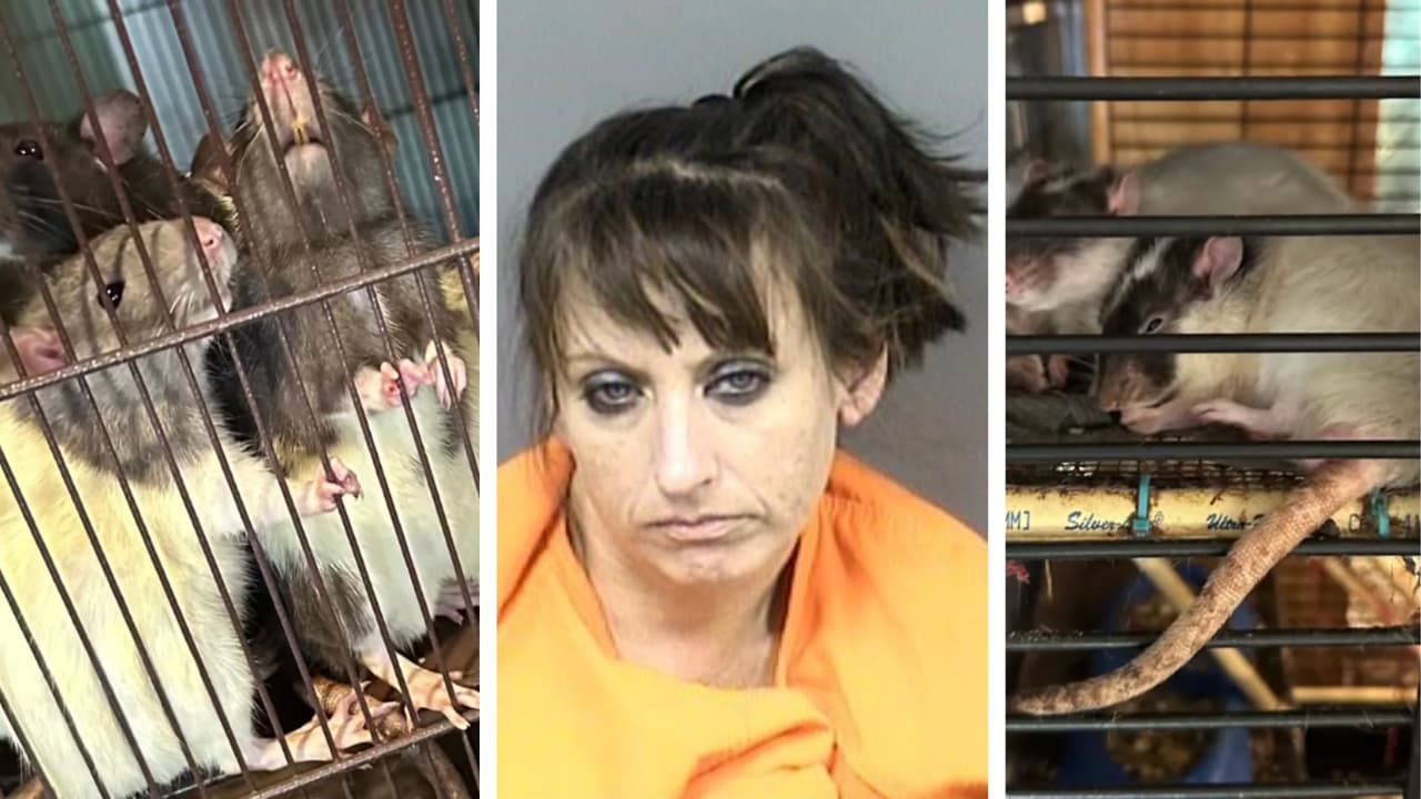 Hallan niño viviendo entre cientos de cucarachas, ratas y otros animales enjaulados en Florida