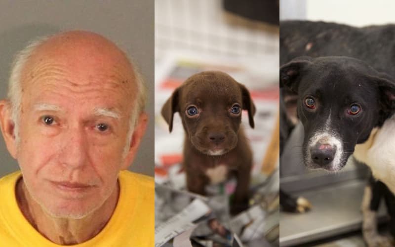 Robert Bustamante Flores, de 72 años, fue detenido bajo sospecha de robar un banco en Corona, California. Pero cuando las autoridades revisaron su vivienda descubrieron a 35 perros, víctimas de maltrato animal.