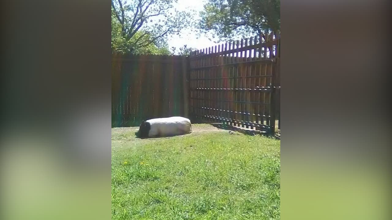 La policía de Weatherford busca a los responsables de robarse un tesoro muy preciado de una familia