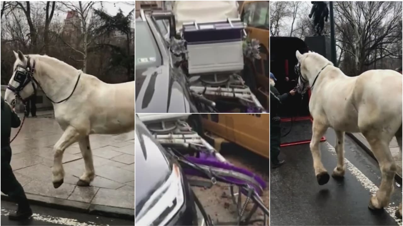 Se reabre la polémica sobre los carruajes de caballo, tras accidente en cercanías a Central Park