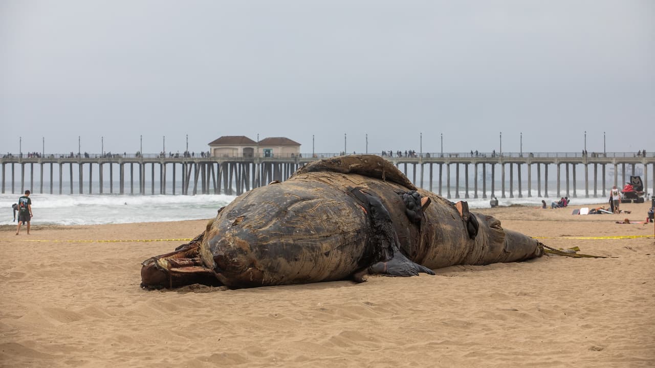 Una ballena gris hembra, de 50 pies de largo y 60,000 libras, fue encontrada muerta el viernes cerca del muelle de Huntington Beach, sin signos evidentes de lesiones externas ni enredos.
