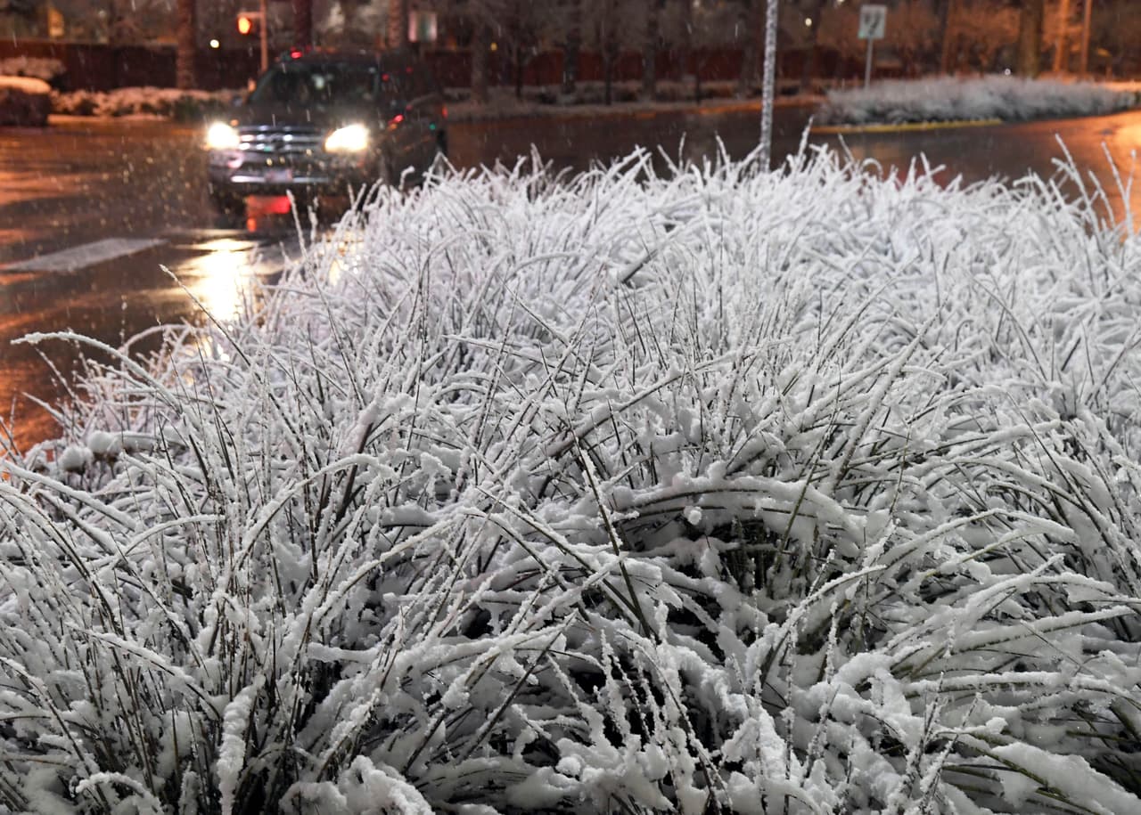 Las plantas del desierto sembradas en las aceras del centro de las Vegas cubiertas con la inusual nevada.