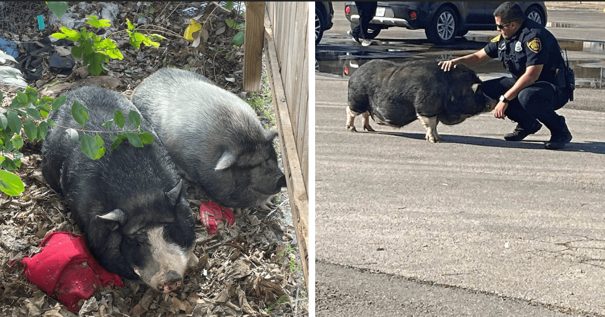 Todo un misterio: Hallan dos cerdos "corpulentos" deambulando por una calle de San Antonio
