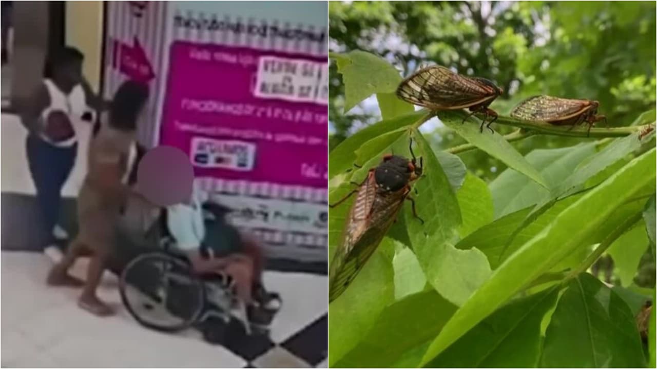 La semana en video: la mujer que llevó un cadáver a un banco para retirar dinero y miles de cigarras emergerán del suelo en EEUU 