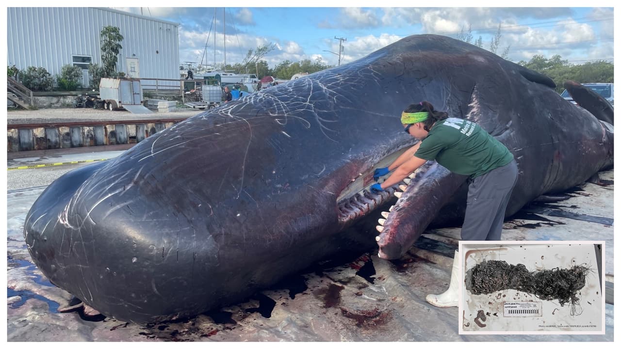Dos ballenas mueren en los Cayos de Florida en una semana: basura en el mar sería la causa