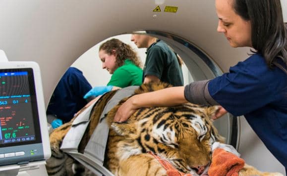 Las muestras se enviaron primero al Laboratorio de Diagnóstico Veterinario de la Universidad de Illinois y luego a los Laboratorios de Servicios Veterinarios Nacionales del USDA, la agencia gubernamental responsable de monitorear y reportar todos los casos positivos de COVID en animales.