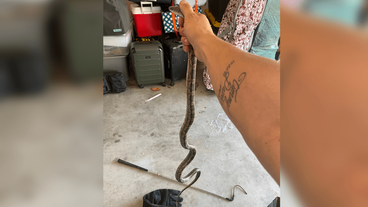 El refrigerador, el closet, la cama o cerca del calentador del agua es donde suelen esconderse.
<br>