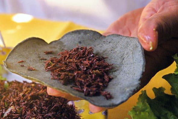 El 4 de octubre se festeja el Día Nacional del Taco en EEUU, un buen pretexto para que todos los que disfrutan de este platillo degusten tacos de diferentes tipos de carne, con o sin salsa, informó CNN.