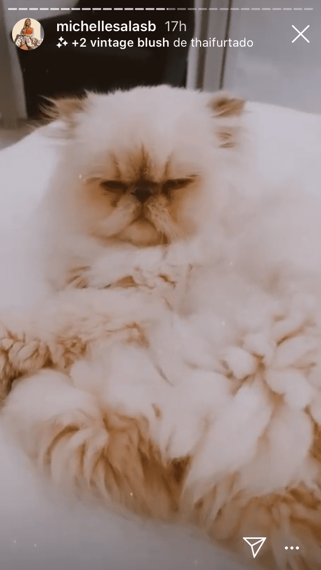 Otro detalle que publicó es que su gato Valentino ya se encuentra con ella en 'La Ciudad del Sol'. 
<br>