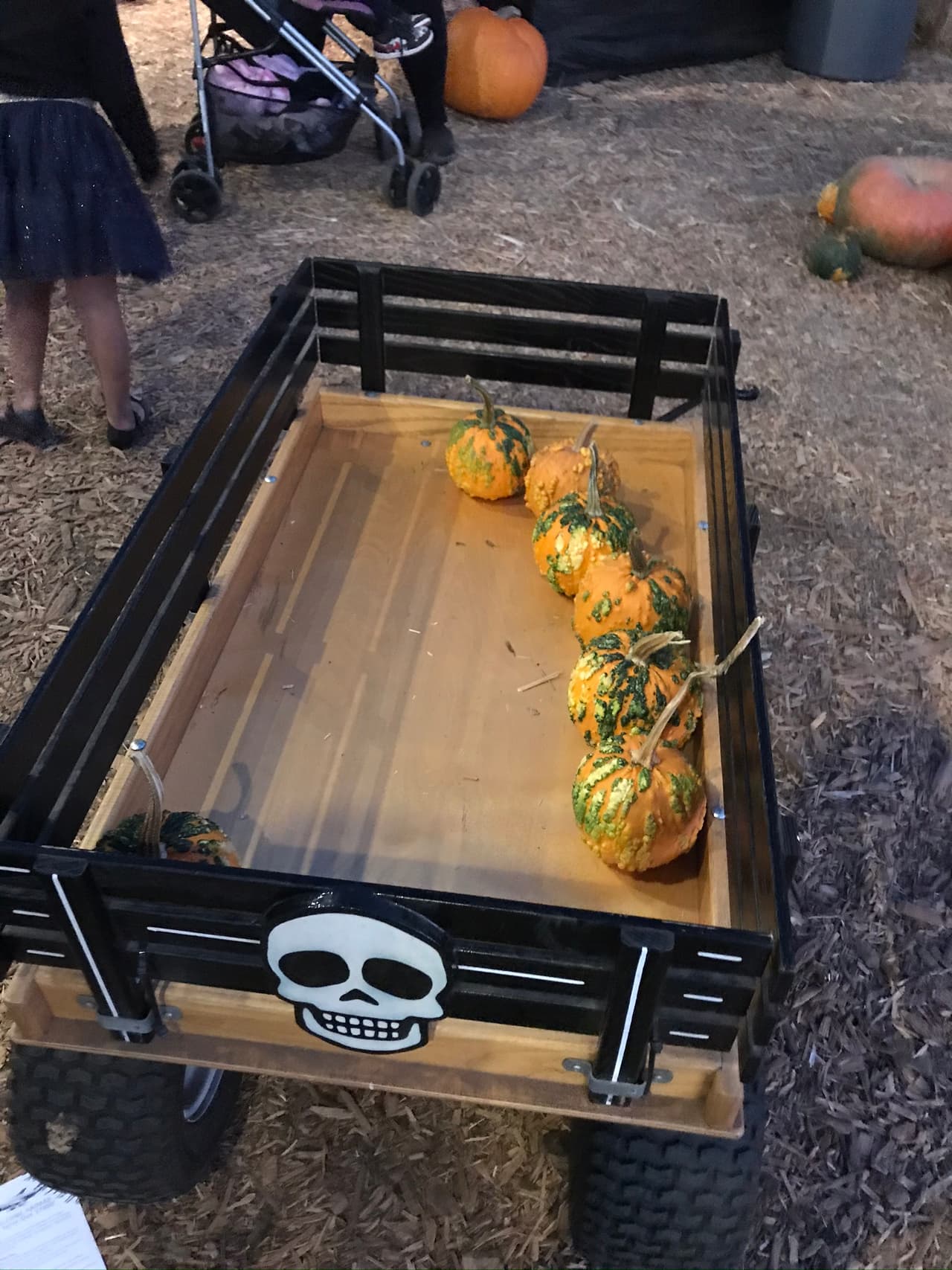 La ventaja de visitar los Punkin Patch es que puedes seleccionar tantas calanazas como quieras.