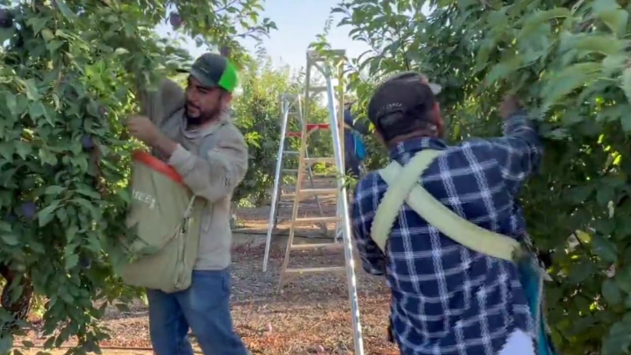 Trabajadores agrícolas madrugan para sobrevivir a jornadas con temperaturas de más de 100 grados