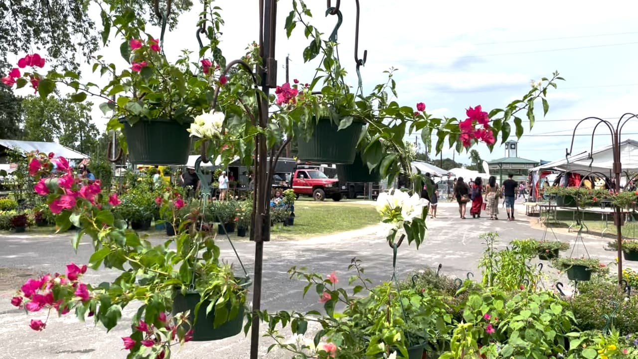 Las
<b>buganvilia</b>
<b>son las preferidas </b>de muchos porque las hay en varios colores como: blanco, salmón, morado y fucsia. Además cuando crecen sus ramas se fortalecen y pueden alcanzar hasta 26 pies de altura.