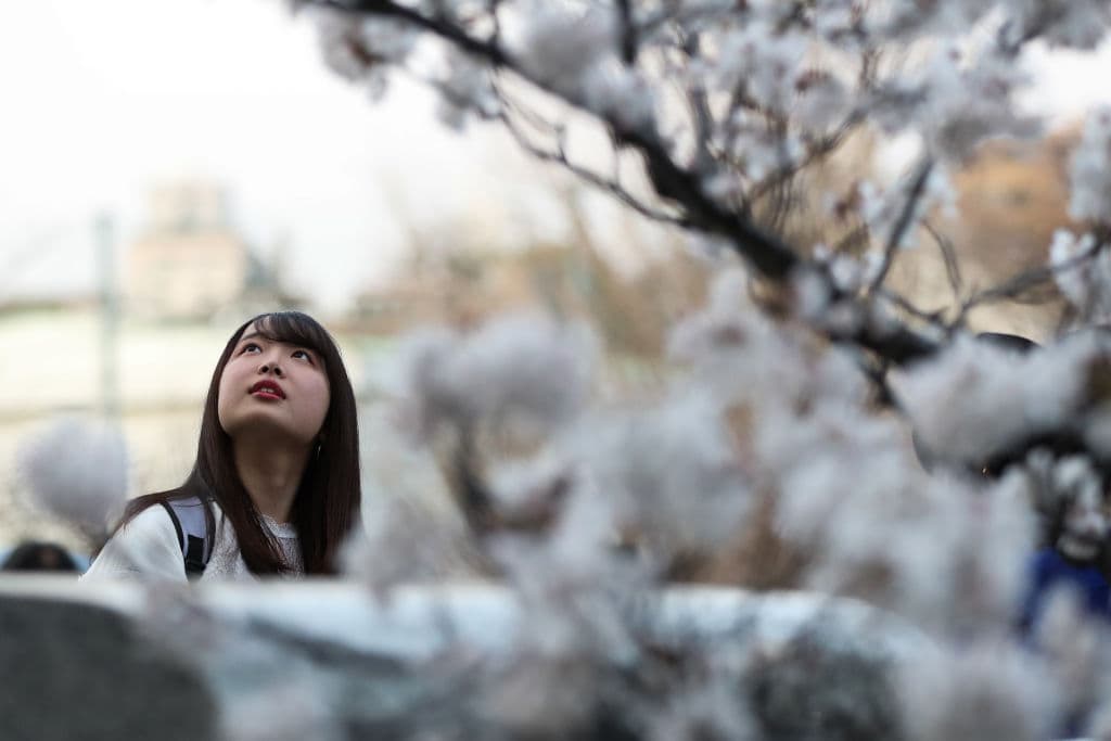 Además de ser un fenómeno cultural y constituir una de las estampas más representativas del país asiático, el 'sakura' es un filón para comercios y cadenas, que aprovechan esta época para comercializar productos exclusivos diseñados para la ocasión.