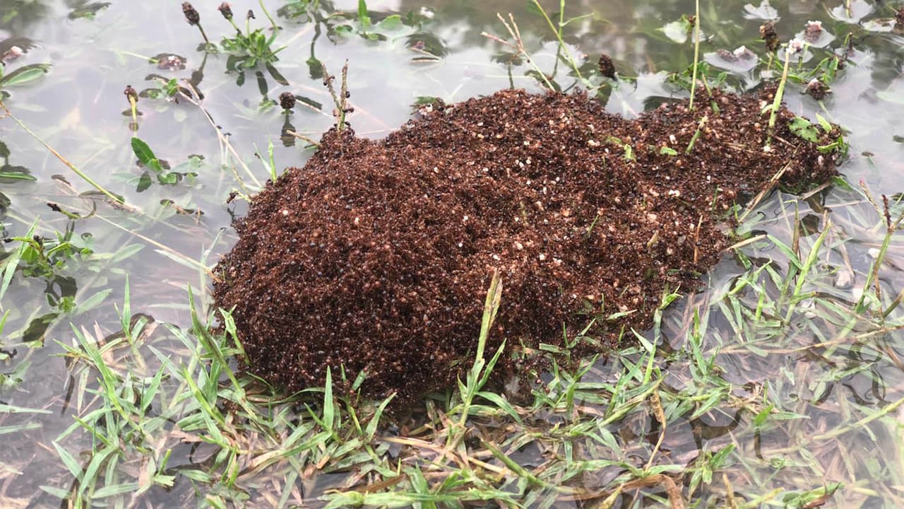 Araceli González asegura que regar arroz crudo en los hormigueros ayuda a que no se metan a su casa.