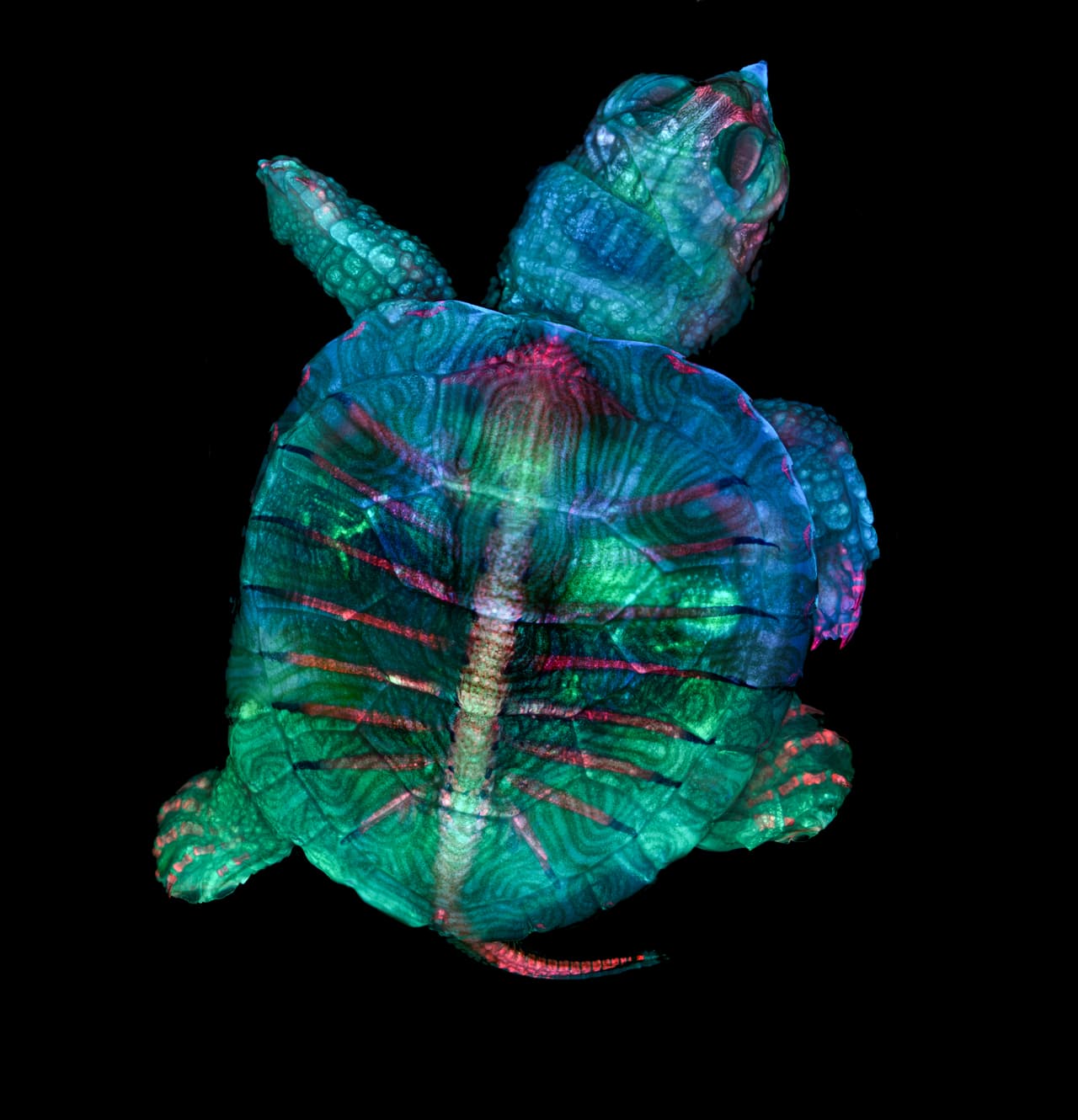 <b>Un embrión de tortuga fluorescente. </b>Esta imagen ganó el primer lugar del concurso de fotografía microscópica
<i><a href="https://www.nikonsmallworld.com" target="_blank">Nikon Small World 2019</a></i>. La fotografía, minuciosamente preparada, fue considerada por la organización “un ejemplo magistral de costura de imágenes”, una técnica que superpone cientos de fotos para construir una definitiva. "La microscopía nos permite acercarnos a los organismos más pequeños y nos da una profunda apreciación por las pequeñas cosas de la vida que pasan desapercibidas", dijo a la organización del premio Teresa Kugler, una de las autoras de esta foto.