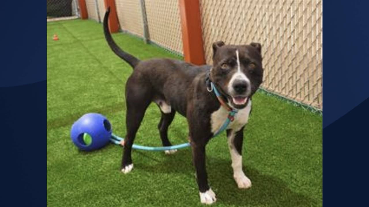 <b>Del 26 al 30 de junio</b>, se llevará acabo una jornada gratuita de adopción [La oferta no incluye a cachorros, gatitos y 
<i>superhéroes</i> del refugio]. Luego, a partir del 1 de julio [y hasta nuevo aviso] la tarifa para adoptar a una mascota será de $50. 
<br>
<br>
<b>[BENNY BOOTS está</b> en adopción, Para obtener más información sobre este pequeña, 
<a href="https://apps.pets.maricopa.gov/adoptablepets/DetailPage.aspx?RecordLocator=A4592016" target="_blank">haga clic aquí</a>]
<br>