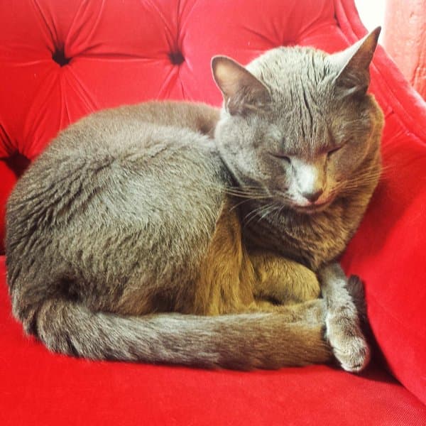 Nuestra ‘María de todos los Ángeles’, o sea Mara Escalante, vive encantada con su tierno felino Mañas. ¡Qué bonito es!