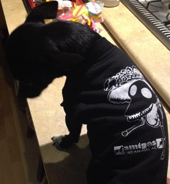 Y por último, pero no menos importante, es el coqueto Pol.