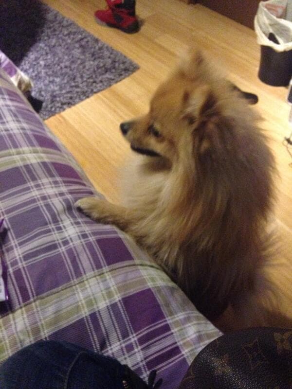 Su nombre es Kush y es todo una hermosura.