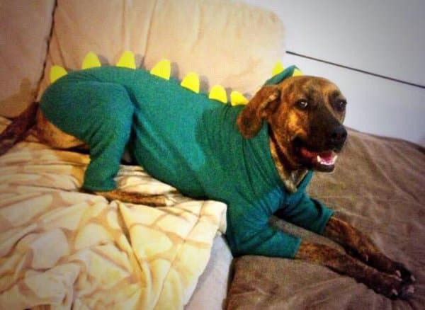 Esta es Tacha. ¿No es adorable?