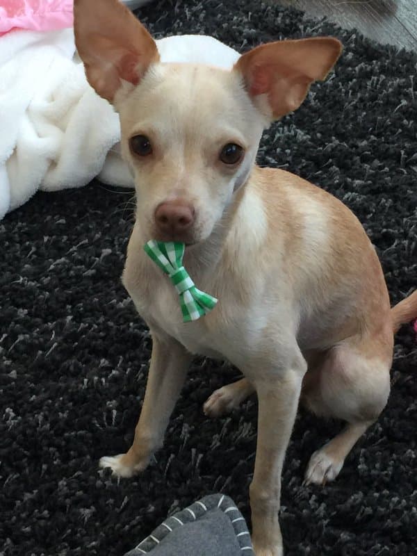 Consuelo Duval prefiere a los chihuahua, como su perrita María Antonieta.