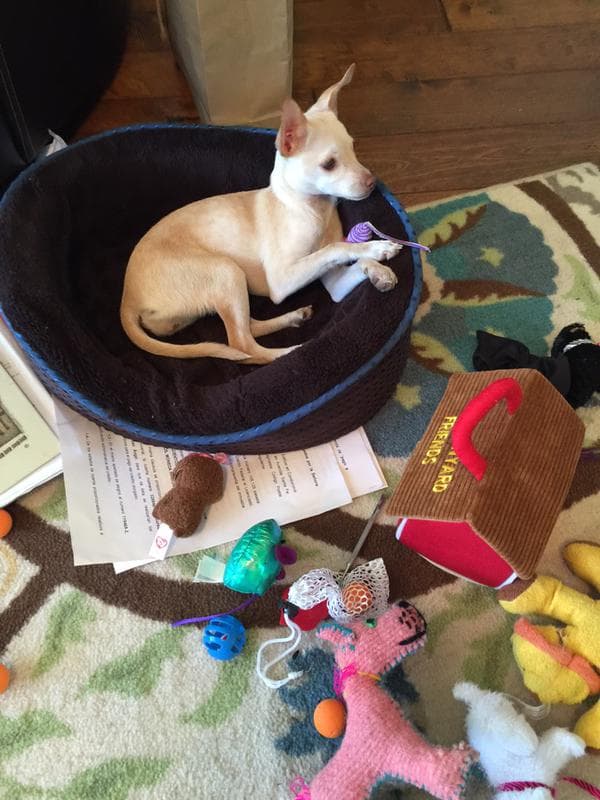 Resulta primordial que tu mascota tenga su propia cama y que la eduques para que respete los muebles del hogar, especialmente que no se suba a camas o sillones, ya que los llenaría de pelo.