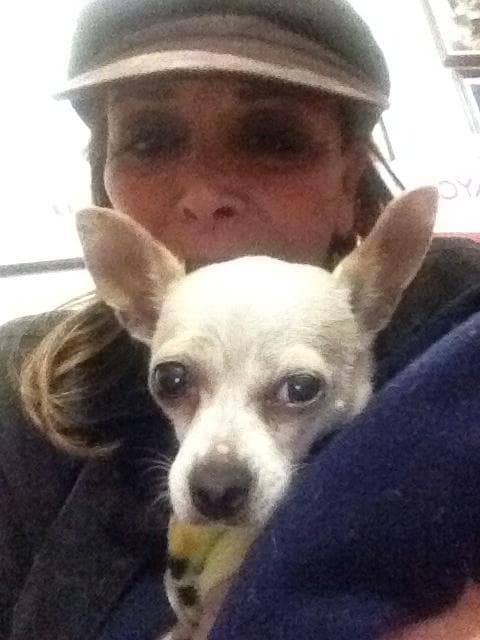 También tiene a este otro, es un chihuahua hermoso de nombre Pecas.